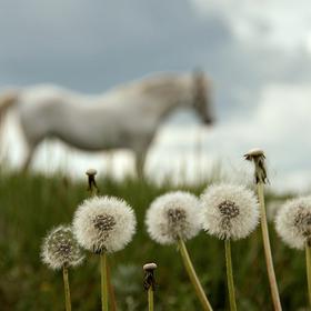 Україна – Молдова 3 к.с. - Icon