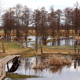 Поліська вузькоколійка (2010) - Icon