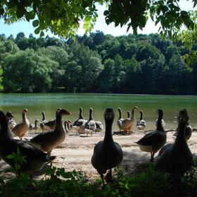 Грунтами Слобожанщини (2010) - Icon