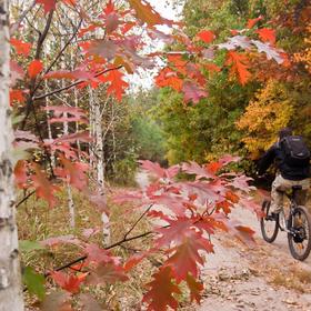 Пуща (обране) - Icon