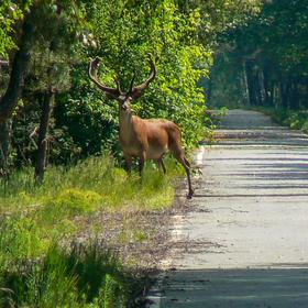 Дніпровсько-Тетерівський заповідник - Icon