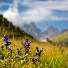 Грузія-Туреччина - Icon