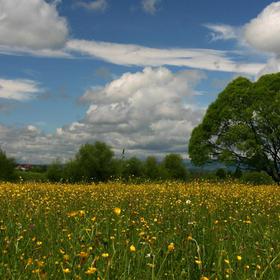 Карпаты: Долина нарциссов. - Icon