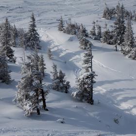 Драгобрат на 8 марта - Icon