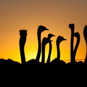 Велопоход по Южно-Африканской республике, 2010 - Icon