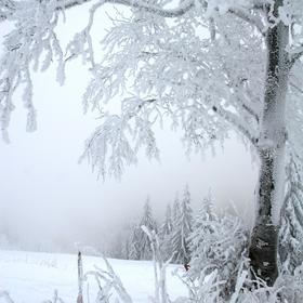 Славско, Тростян - Icon