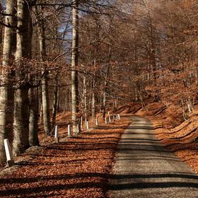 Осенний крым - Icon