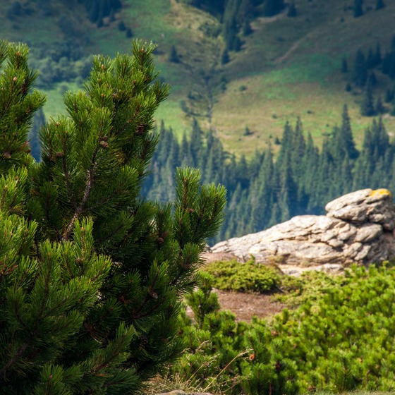 Чорногора-Кукуль - Icon