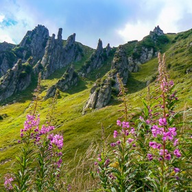 Грибна Чорногора - Icon