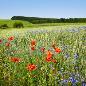 Подільські Товтри - Icon