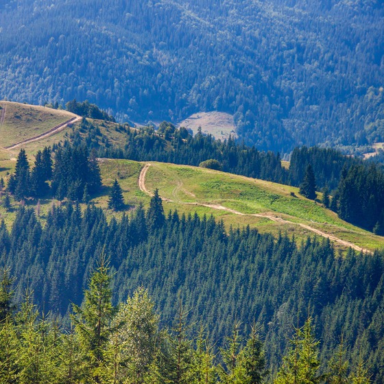 Серпнева Чорногора - Icon