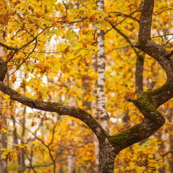 Різнокольорове Полісся - Icon