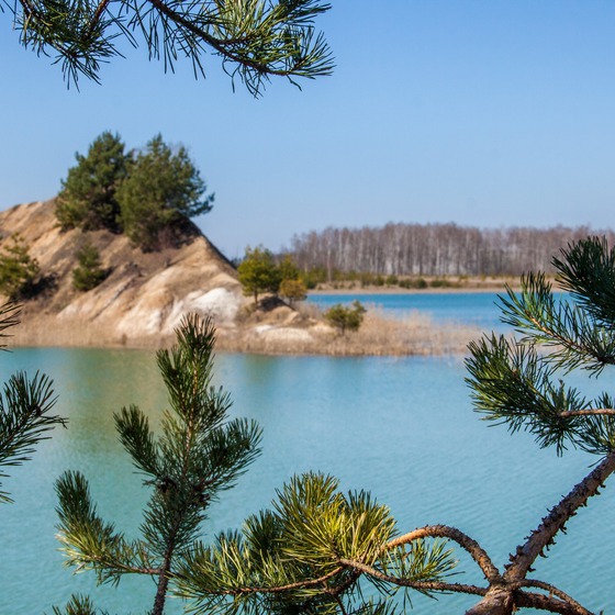 Поліський мокрац - Icon