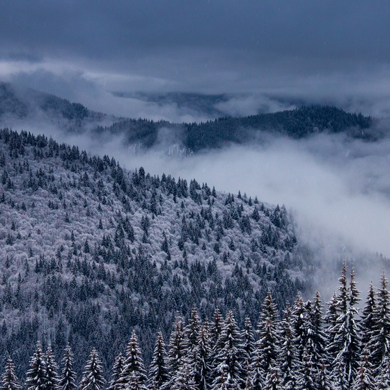 Новорічні Карпати - Icon