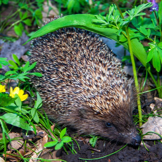 У гонитві за Триногом - Icon