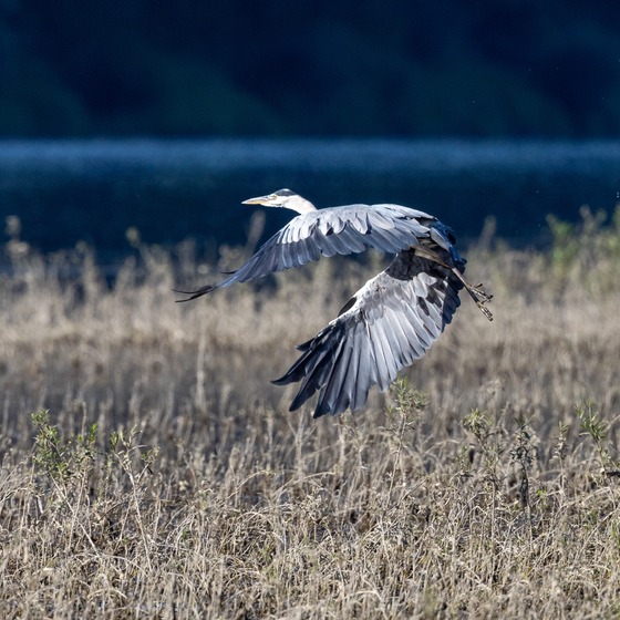 The Carpathian: Summer icon