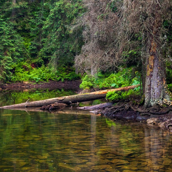 Липневі Горгани - Icon