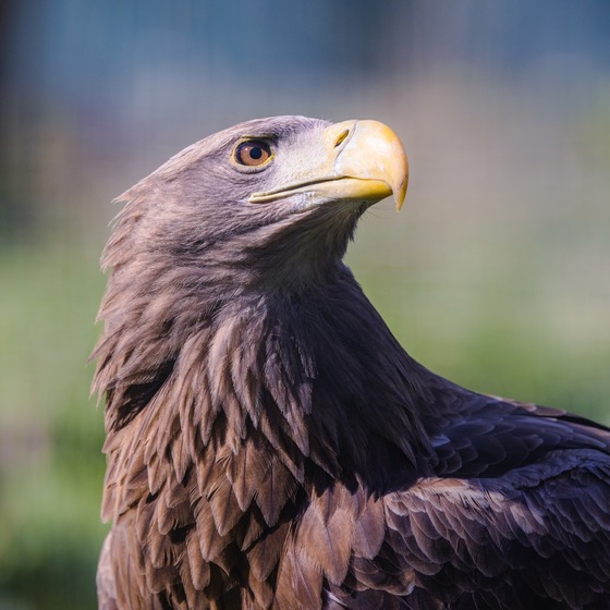 The Carpathian: Spring in Yaremche icon